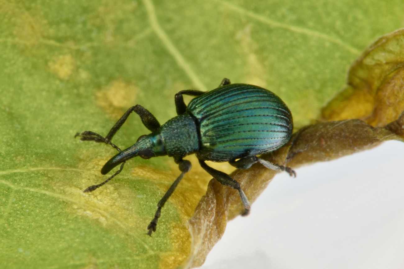 Apionidae: Pseudoprotapion astragali?  Sì !